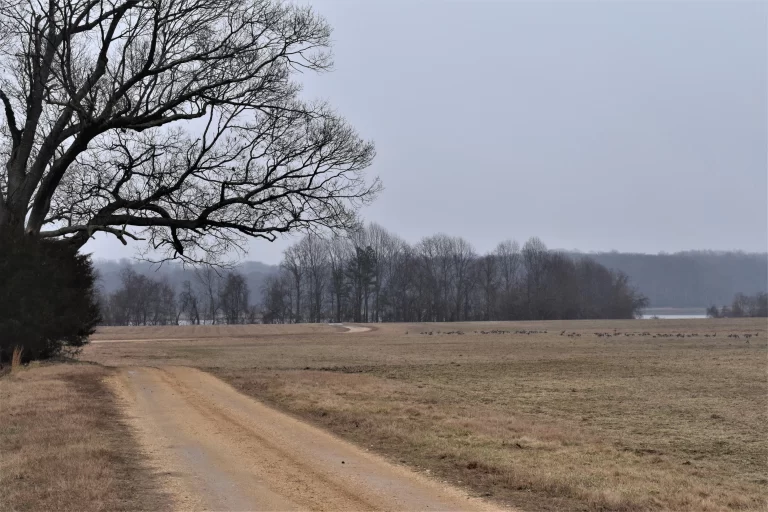 DSC_0081_1