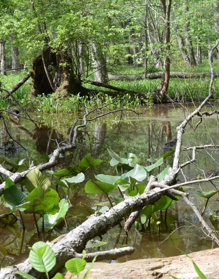 DSC_0362_1