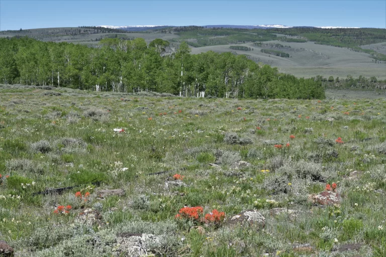 DSC_0706
