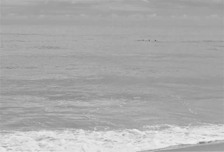 DSC_0993_1